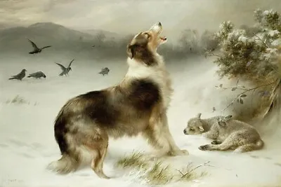  Found  Collie With Sheep August Friedrich Schenck Vintage Art • $17.95