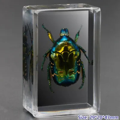 Small Insect Spider Specimen In Resin Paperweight Scorpion Beetle Collection New • £15.08