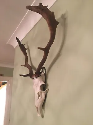Wild Fallow Deer Buck Stag Antlers Skull Cleaned. Taxidermy. Great Piece • £165