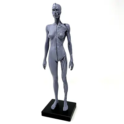 Human Skeleton Anatomical Model Female Anatomy Grey Resin 11  Half Skin / Muscle • $18