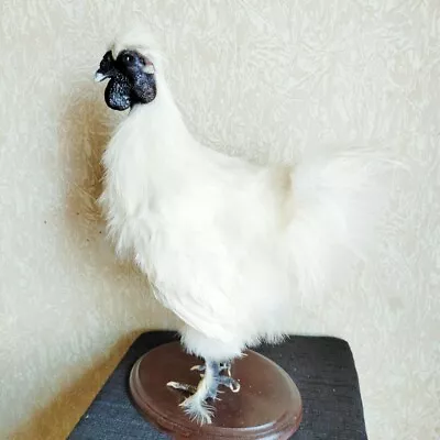 Chinese Silk Chicken Hen Taxidermy Stand Mount • $350