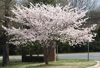 Yoshino Flowering Cherry Blossom Tree  • $8.99