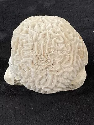 Beautiful Large Real Natural Sphere Of Brain Coral - 5 1/4” X 5” X 4 1/2” • $49.99