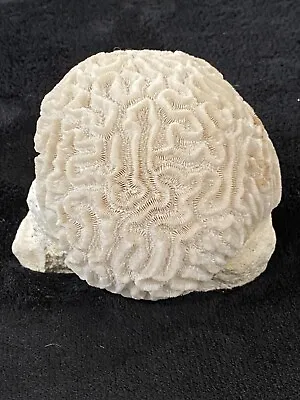 $80 • Buy Large Sphere Of Brain Coral - 5 1/4” X 5” X 4 1/2”
