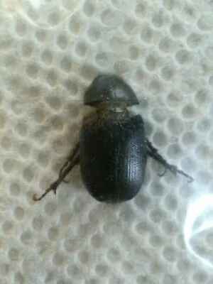 Scarabaeidae: Dynastinae: Pentodontini: Euetheola Rugiceps A1. Taxidermy. • $9.99