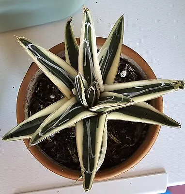 Variegated Agave White Rhino  • $315