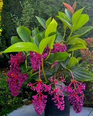 Medinilla Myriantha  Malaysian Orchid  Live Flowering Plant AKA Malaysian Grapes • $20.95