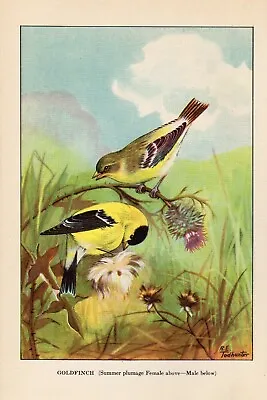 1926 Vintage TODHUNTER BIRD  GOLDFINCH  STUNNING Full COLOR Art Plate Lithograph • $30