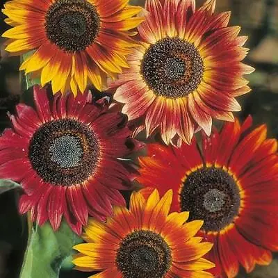 Sunflower Evening Sun Seeds Grow Your Own Flowers Borders Simply Garden • £2.49