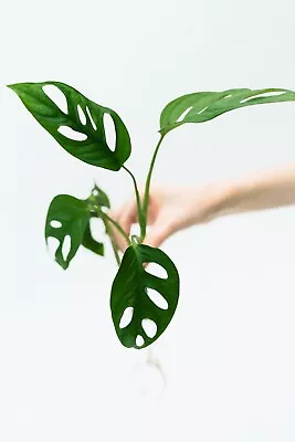 Monstera Adansonii-European Mint Variegated-not Philodendron/syngonium -start £1 • £1