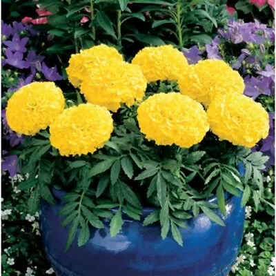 100 MARIGOLD ANTIGUA PRIMROSE Live Plants Plugs Garden DIY Planters 853 • $9.99