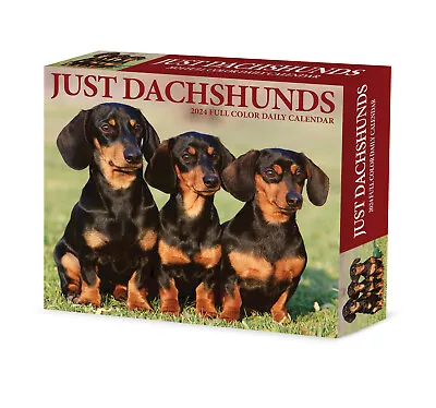 Dachshunds 2024 6.2  X 5.4  Box Calendar • £12.82