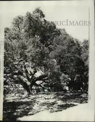 1976 Press Photo Oak Tree - Nob96612 • $19.99