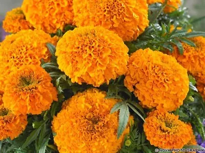 24 Dwarf African Marigold Antigua Orange  Bedding Patio Plug Plants • £8