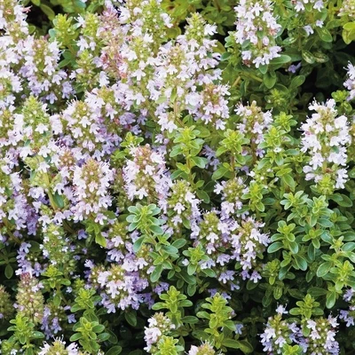 £1.90 • Buy Herb - Thyme Broad Leaved (Thymus Pulegoides) - Kings Seeds - 250 Seeds