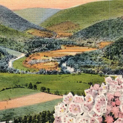 Vintage 1937 Postcard Pennsylvania Mountain Laurel Landscape Flowers-PA128 • $6.29