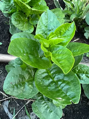 50 Big Malabar Spinach Round Leaf Seeds • $2.50