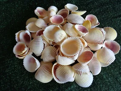 100 X WHITE YELLOW PINK PACIFIC COCKLE SHELL 3 - 4.5 CM Clam Craft Display • £10.30