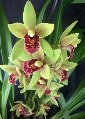 $24.95 • Buy Cymbidium Great Size Seedling Ken Gorey X Borough Green X Pumilum X Devonianum 