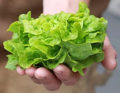 MINI/BABY LETTUCE TOM THUMB 100/200seeds DWARF BIBB COLD/HEAT OK HIGH YIELDS* • $1.90