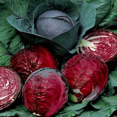 Red Acre Cabbage Seeds | Non-GMO | Fresh Garden 200+ Seeds| Heirloom| • $3.75