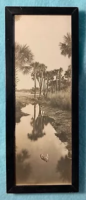 H. Marshall Gardiner Silver Gelatin Photo Of Palm Trees Framed • $45