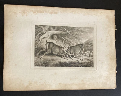 £9.99 • Buy Etching By Samuel Howitt DEER