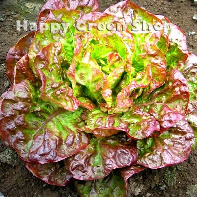 VEGETABLE SEEDS LETTUCE CANASTA - 1000 SEEDS - Batavian LETTUCE Lactuca Sativa • £1.99