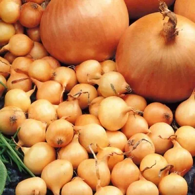 £5.65 • Buy Onion *Stuttgart Giant* Sets WINTER/SPRING PLANTING Vegetables !PLANT NOW!
