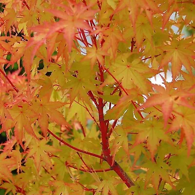 Acer Tree (Sangokaku) Rare Yellow Red Stem Japanese Maple Plants To Your Door • £28.99