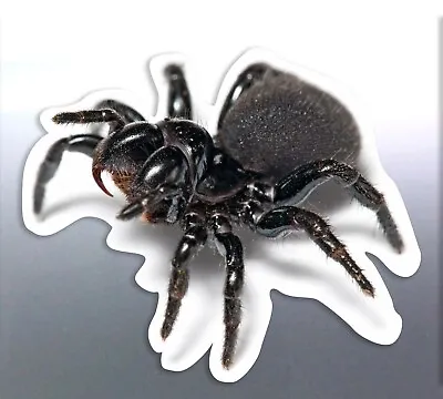 Mouse Spider Decal Vinyl Cut Sticker 60 Mm For Car Boat Window Bug Insect Small • $7.99