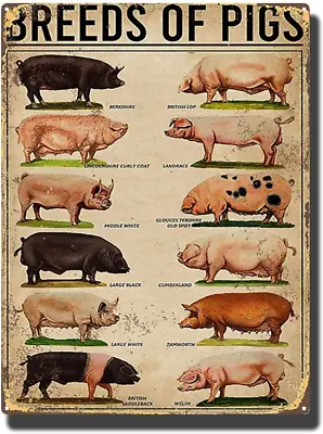 Tin Painting Types Of Pig Poster Pigs Poster Breeds Of Pigs Poster Iron Poster P • £29.26