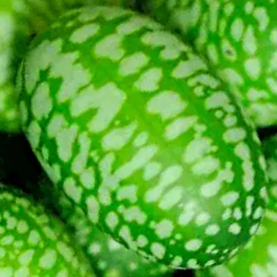 20 Cucamelon Seeds Mouse Melon Vegetable Superior Cucumber Heat Drought Non-gmo • $3.19