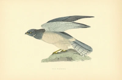 £10.99 • Buy Hen Harrier. Morris's British Birds. Antique Colour Print 1903 Old