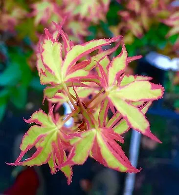 $4.99 • Buy 30 Purple Green Japanese Maple Tree Bonsai Seeds Heirloom Rare Colorful Plant