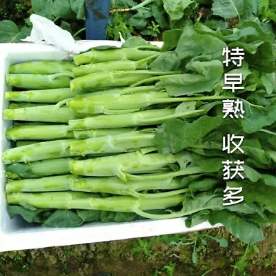 160x Chinese Broccoli Seeds Kailaan/Chinese Kale 正宗中国粗条芥兰种子160粒 清脆爽口可持续采收两个月 芥蘭 • £0.99