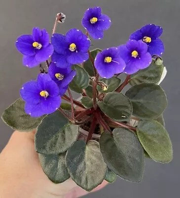 African Violet Plant-  Kentucky Dogwood Dimples  (semiminiature)  • $10.50