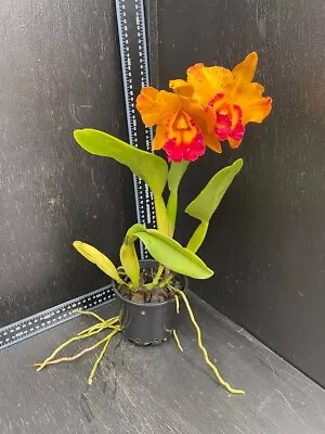 Quality Cattleya Orchid Rlc. Liu's Joyance X Rlc. Shinfong Gold Gem • $39