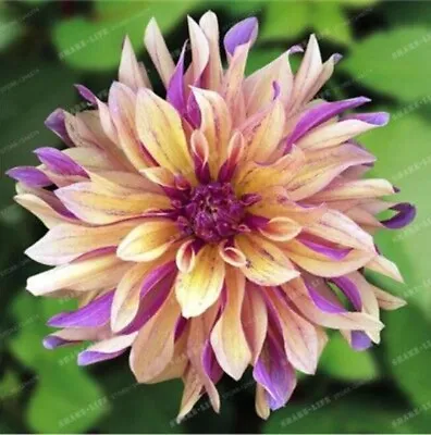 20 SEEDS For Purple/Yellow WISH DAHLIA Rare Flower Exotic Bloom Plant USA Seller • $7.75