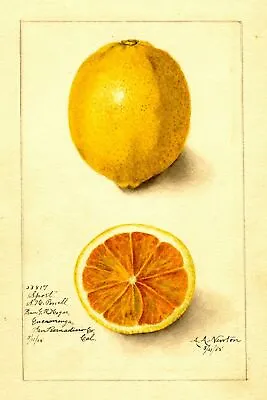 £3.99 • Buy Lemon Botanical Fruit Illustration Vintage Retro Style Metal Sign Kitchen Cafe