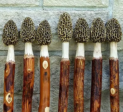 Morel Mushroom Hickory Hiking Stick  • $38