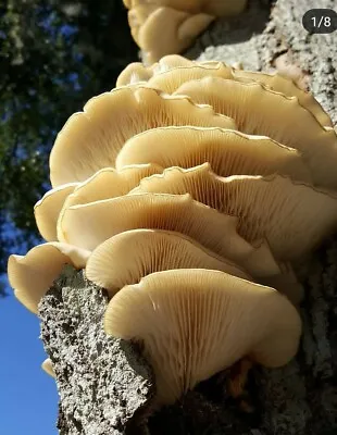 500+ Organic Phoenix Oyster Gourmet Mushroom Plugs For Log Inoculation US Seller • $48.95