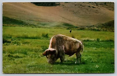 Postcard Montana Albino Buffalo National Bison Range 52 • $5.95