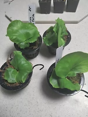 Platycerium Starter Set Of 4 Coronarium Thin Form 3  Net Pot Rare  • $70