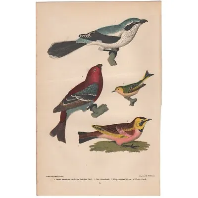 Wilson American Ornithology Antique 1876 Lithograph Octavo Pl 5 Shrike Grosbeak • $26