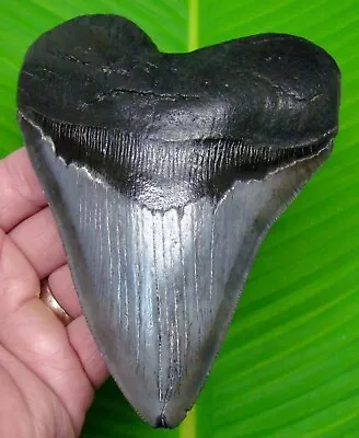 MEGALODON SHARK TOOTH - 5 & 5/8  - MONSTER SIZE  SHARKS TEETH  W/  DISPLAY STAND • $199