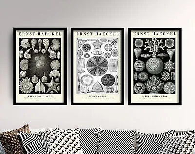 Ernst Haeckel Echinoderms Botanical Art Prints Set Of Three Poster Painting • $61.61