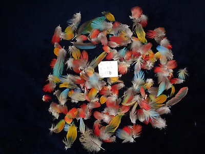 178 Beautiful Medium To Small Macaw Feathers • $28