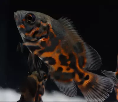 Regular Tiger Oscar - Live Fish • $19.99
