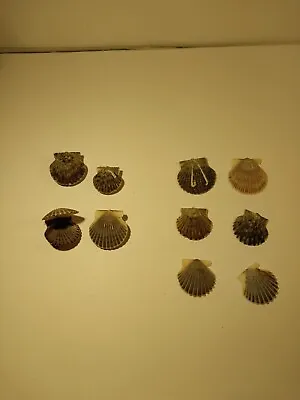 Assorted Lot Of Bay Scallop Shells • $13.22